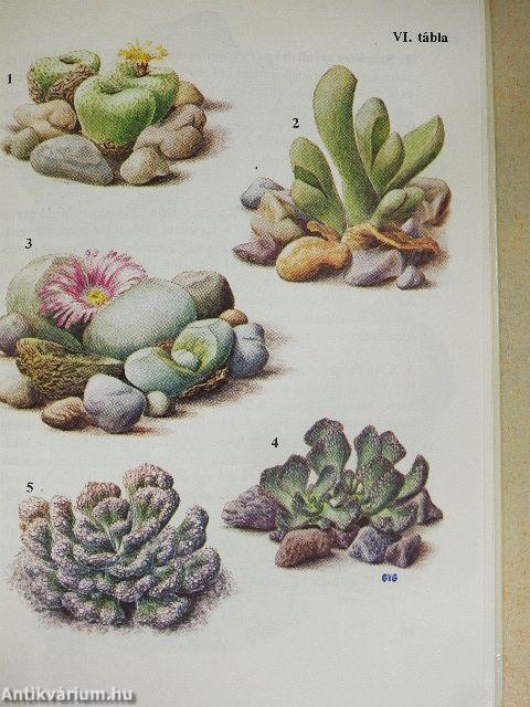 Különös növények