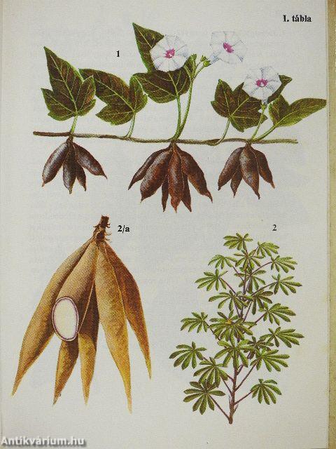 Kultúrnövények 1.