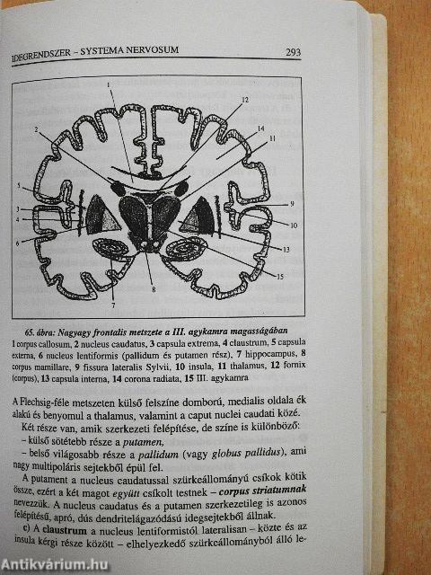 Funkcionális anatómia