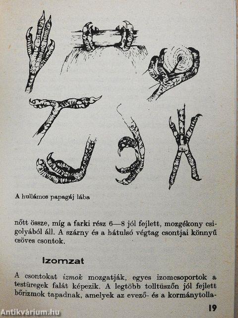 A hullámos papagáj