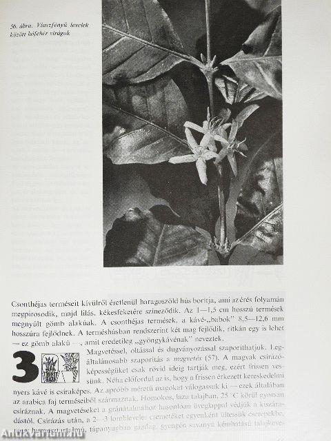 Nálunk is megterem