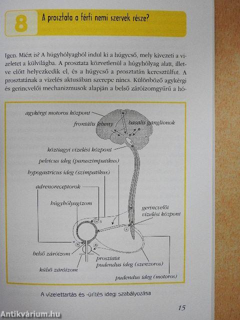 66 kérdés a prosztata betegségeiről