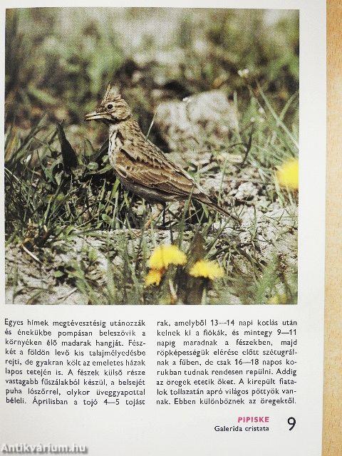 Házunk, kertünk madarairól