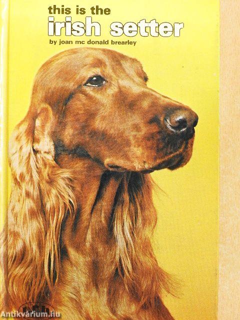 This is the irish setter