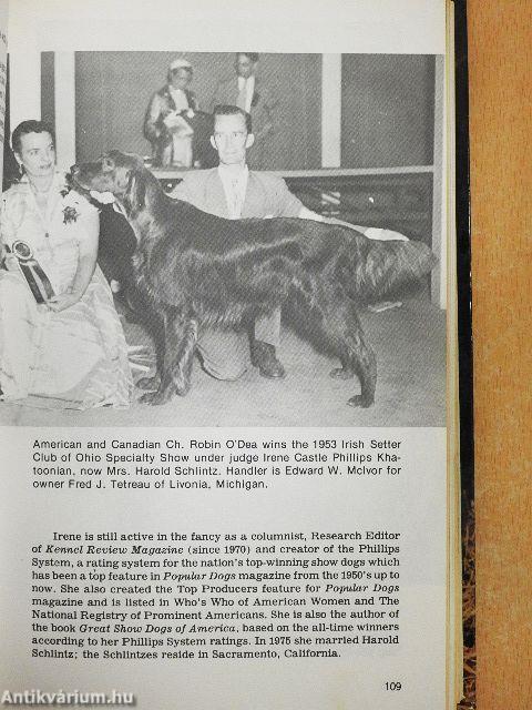 This is the irish setter