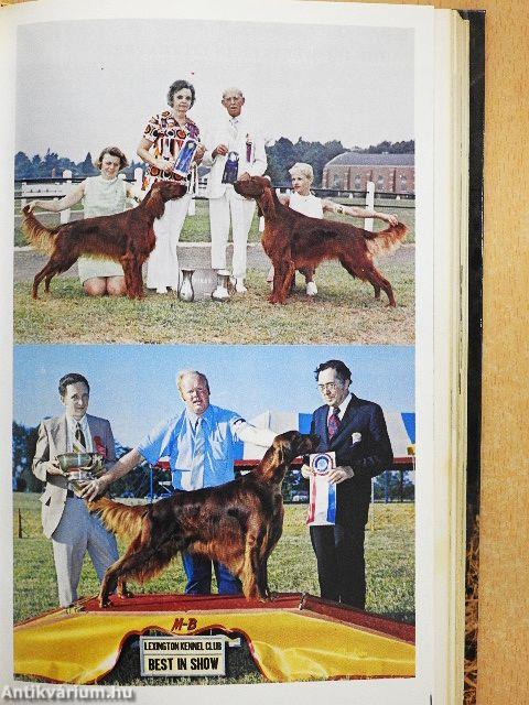 This is the irish setter