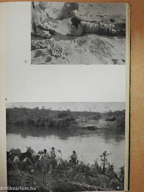 Brazília őserdeiben