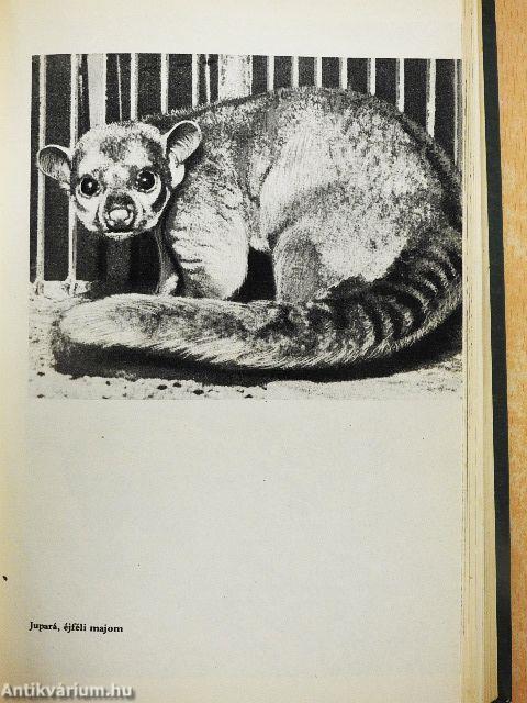 Pálmakunyhó az őserdőben