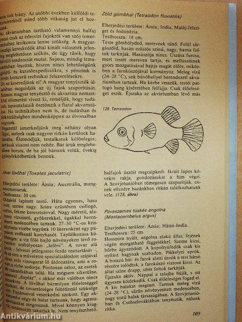 Halak és akváriumok