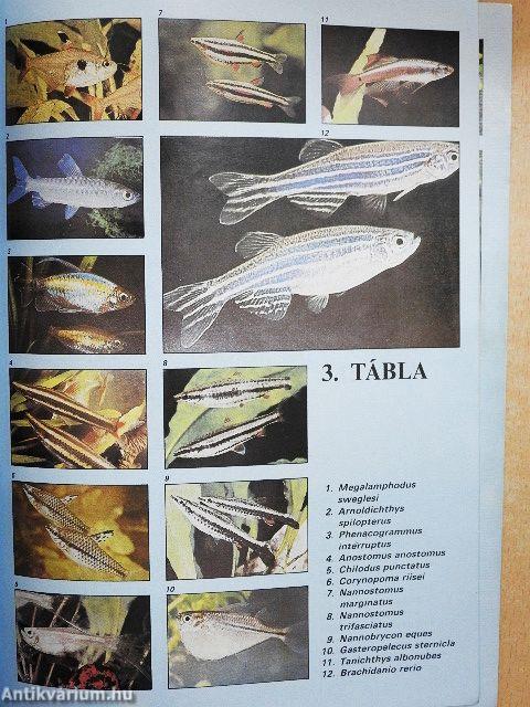 Halak és akváriumok