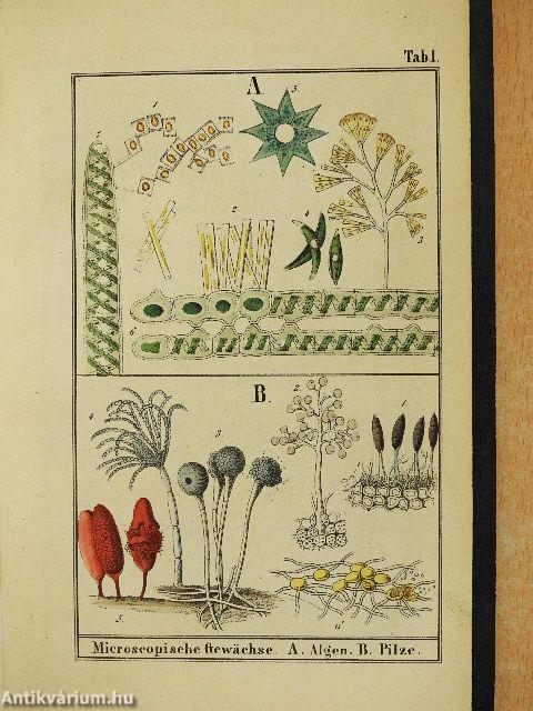 Die Pflanzenkunde II. (gótbetűs)