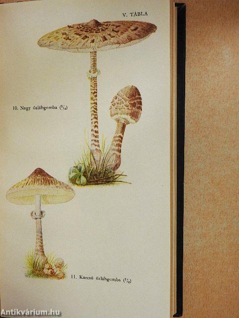 Ehető és mérges gombáink