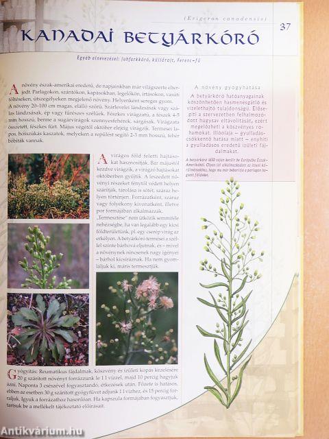 Környezetünk gyógyító növényei