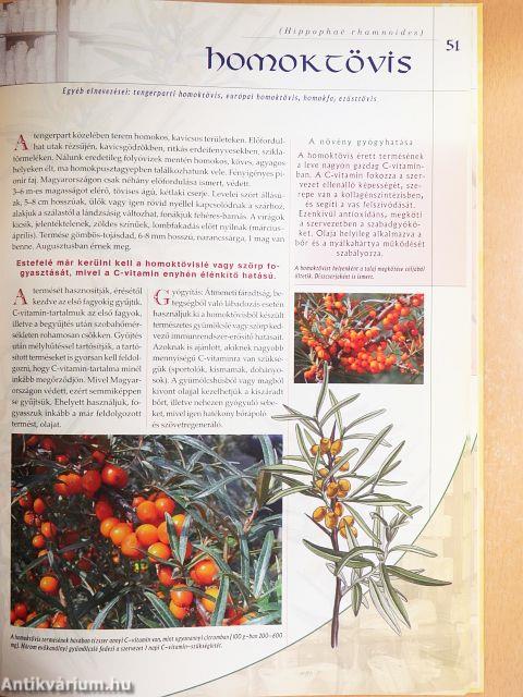 Környezetünk gyógyító növényei