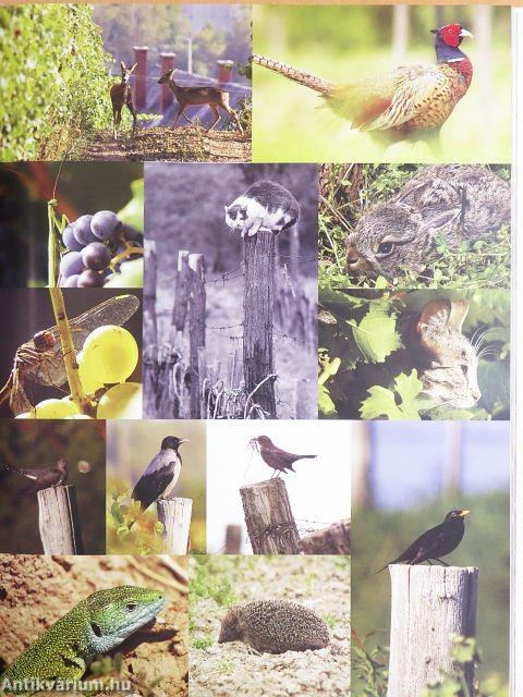 A tőkétől a pohárig