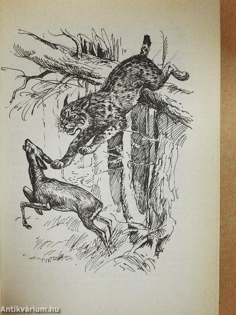 Medvék, őzek, farkasok