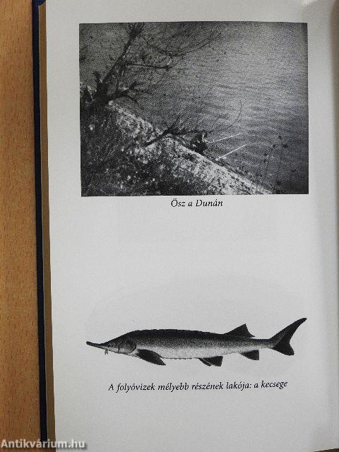 A hal, a horog és az ember