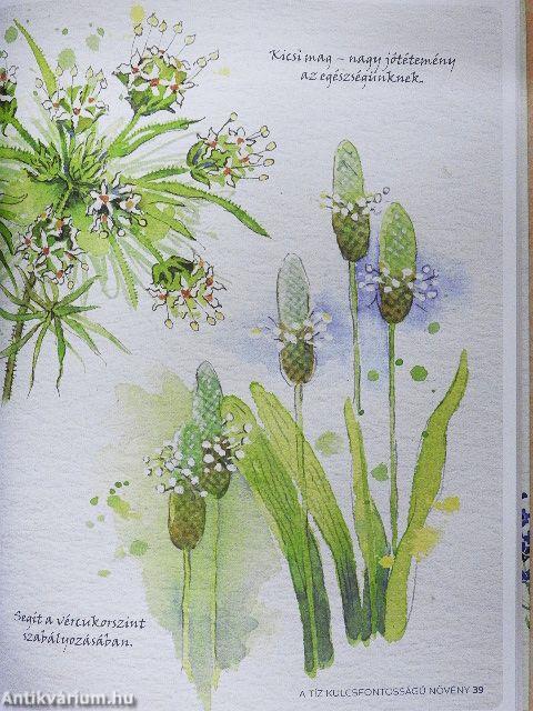 Bingeni Szent Hildegárd holisztikus gyógyító titkai