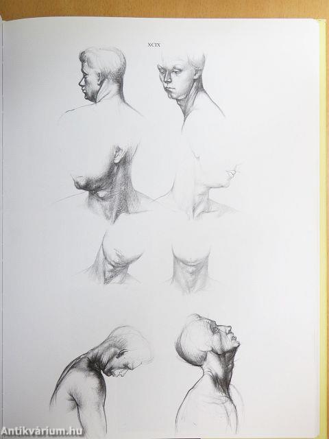 Művészeti anatómia