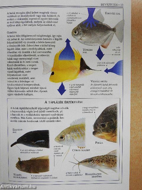 Akváriumi halak