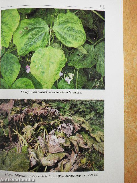 Dráva menti gyümölcsészet