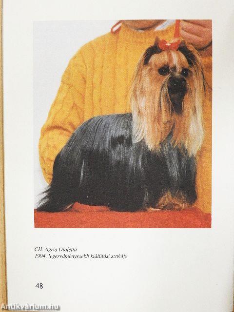 Yorkshire terrier