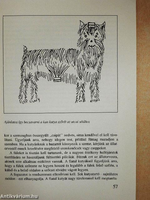 Yorkshire terrier