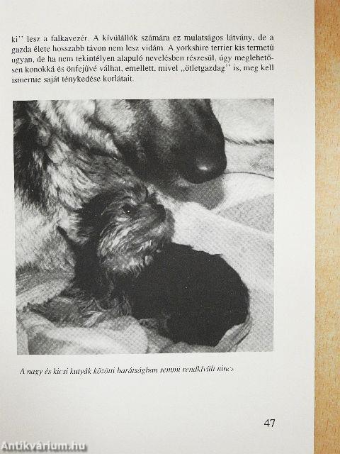 Yorkshire terrier