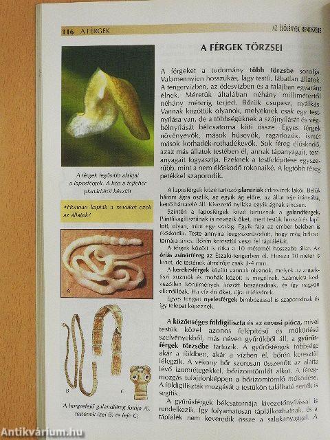 Távoli tájak élővilága/Az élőlények rendszere