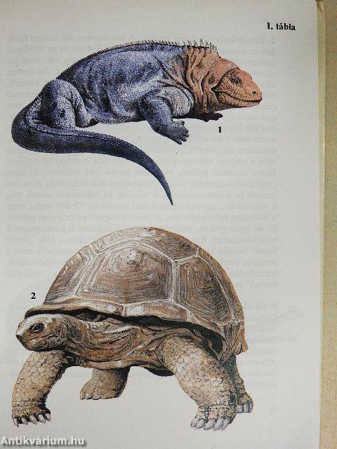 Egyszervolt állatok