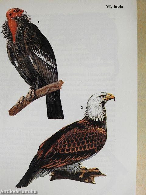 Egyszervolt állatok