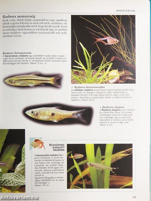 Nagy akvarista kézikönyv