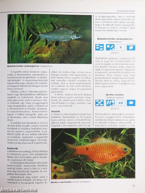 Akváriumi halak és növények