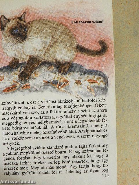Macskák