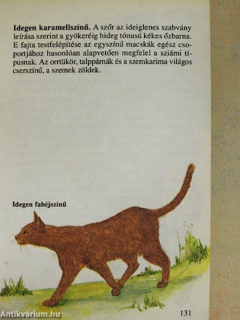 Macskák