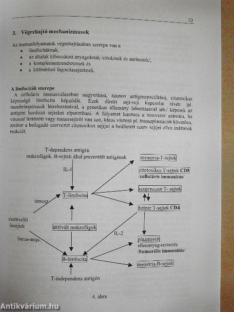Immunológiai alapismeretek