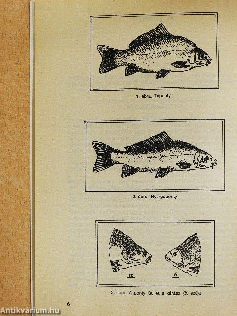 Nyíltvízi pontyozás