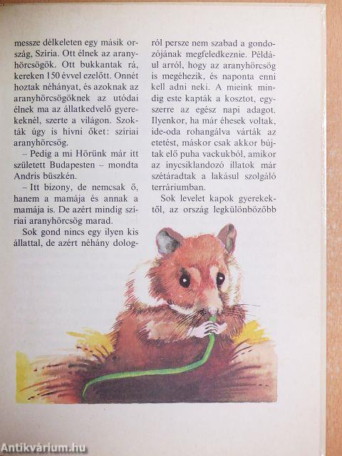 Kedvencem, az aranyhörcsög
