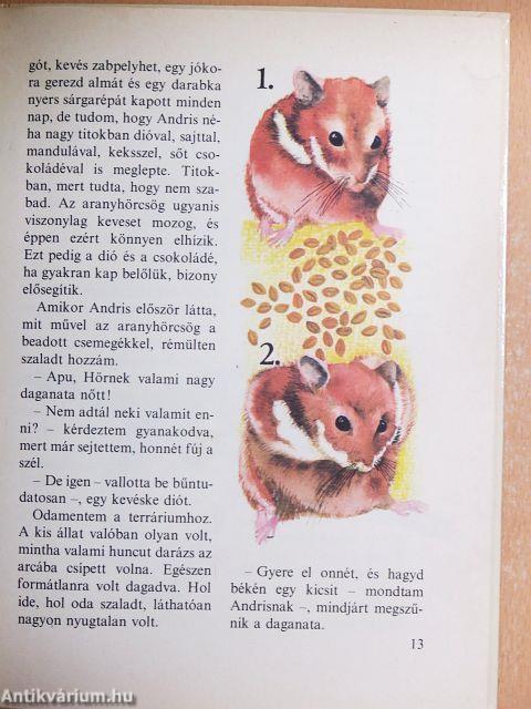 Kedvencem, az aranyhörcsög