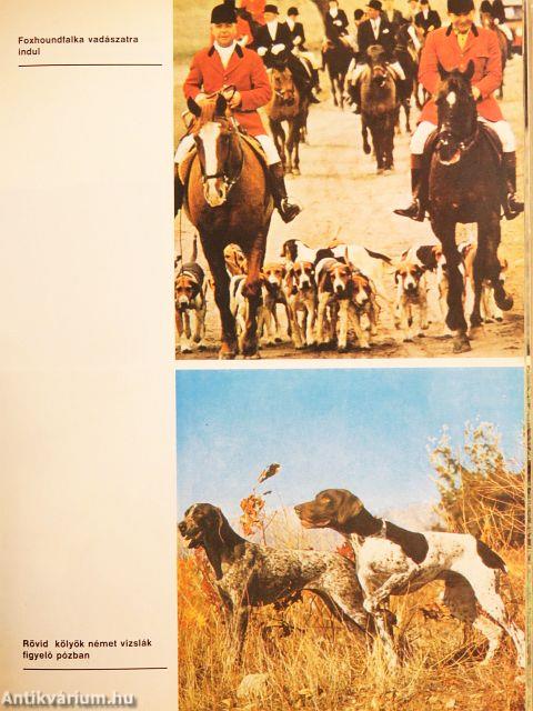 Ó, azok a csodálatos ebek!