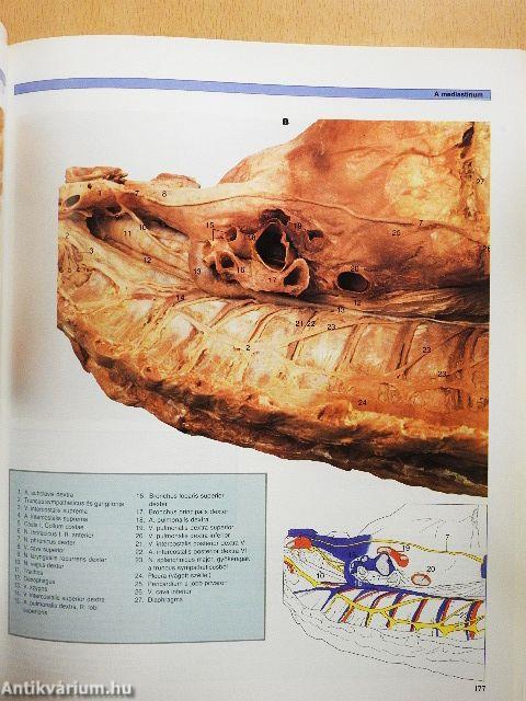A humán anatómia színes atlasza