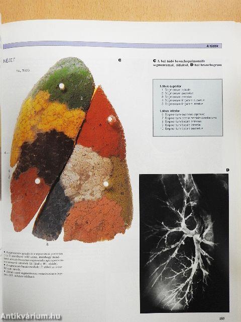 A humán anatómia színes atlasza