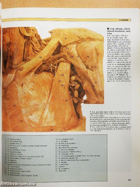 A humán anatómia színes atlasza