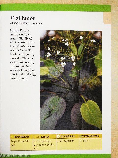 Kerti tavak évelő virágai