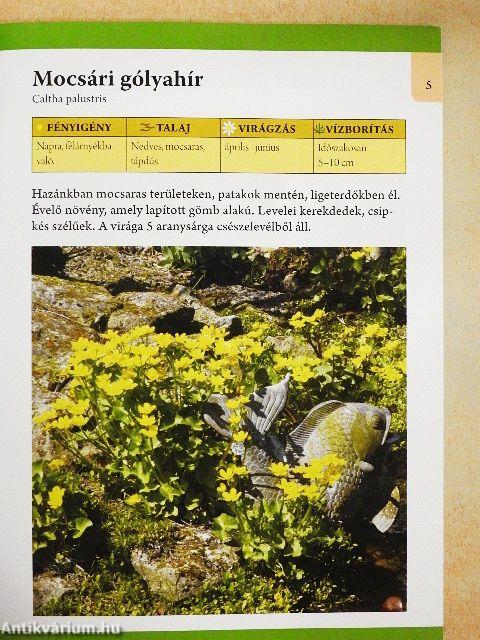 Kerti tavak évelő virágai