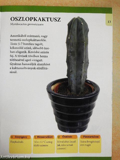 Különleges szobanövények: húsevők, kaktuszok, kúszó szárúak