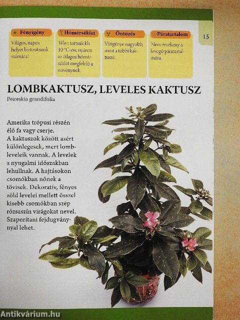 Különleges szobanövények: húsevők, kaktuszok, kúszó szárúak