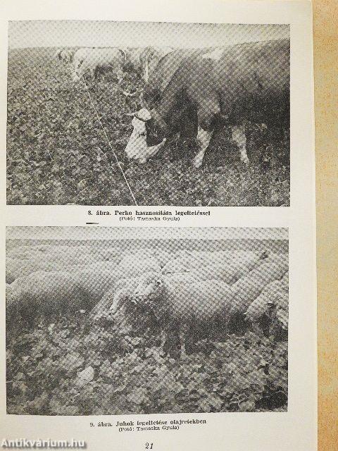 Új takarmánynövények termesztése