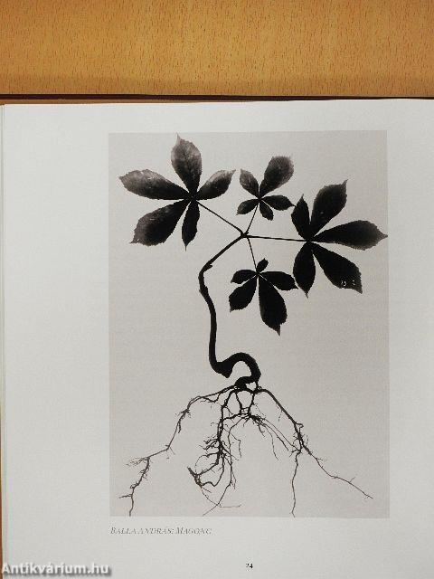 Gondolatgyűjtemény