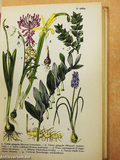 Erdő mező virágai